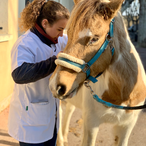 Léa Gonzalez ostéopathe animalière OA1540 en séance d'ostéopathie sur un cheval
